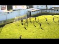 III Divisão Série E: Sintrense 2-2 Real (2012-2013)