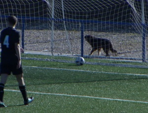 Juniores B S17: Anadia 1 - 2 FC Porto (2016-2017)